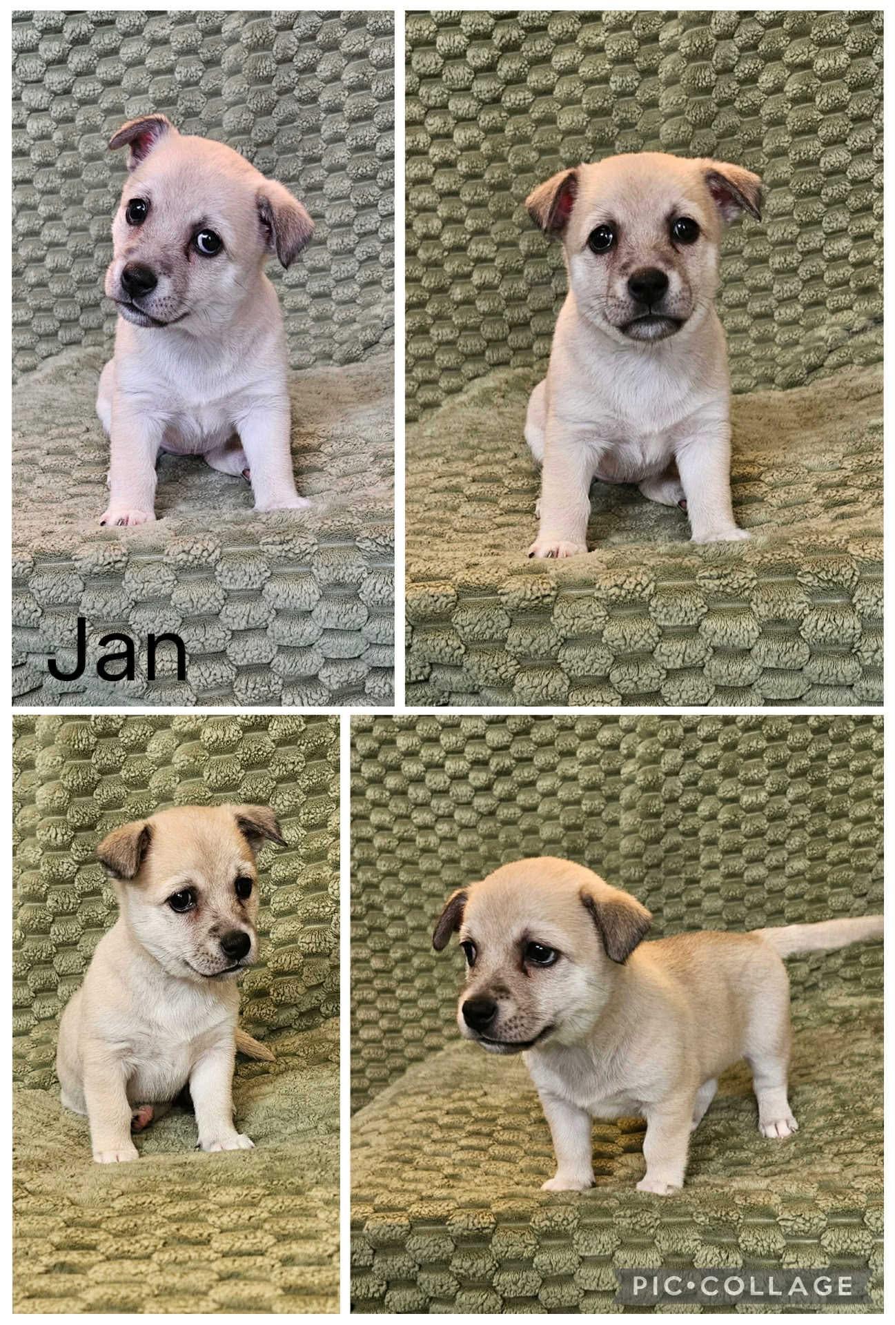 Jan, ADOPTABLE, Puppy Female Mixed Breed.