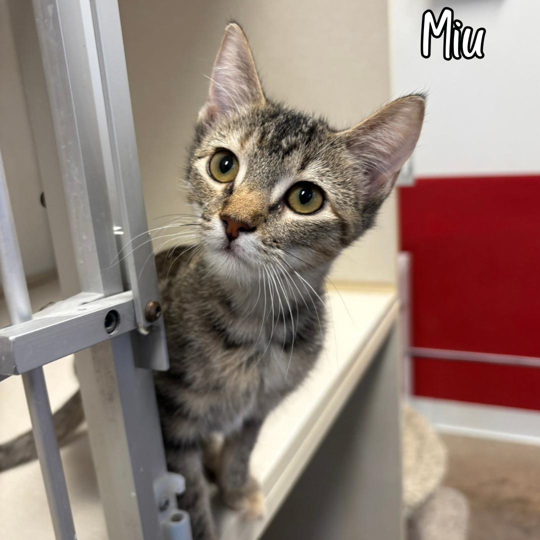 Miu, ADOPTABLE, Young Female Domestic Short Hair.