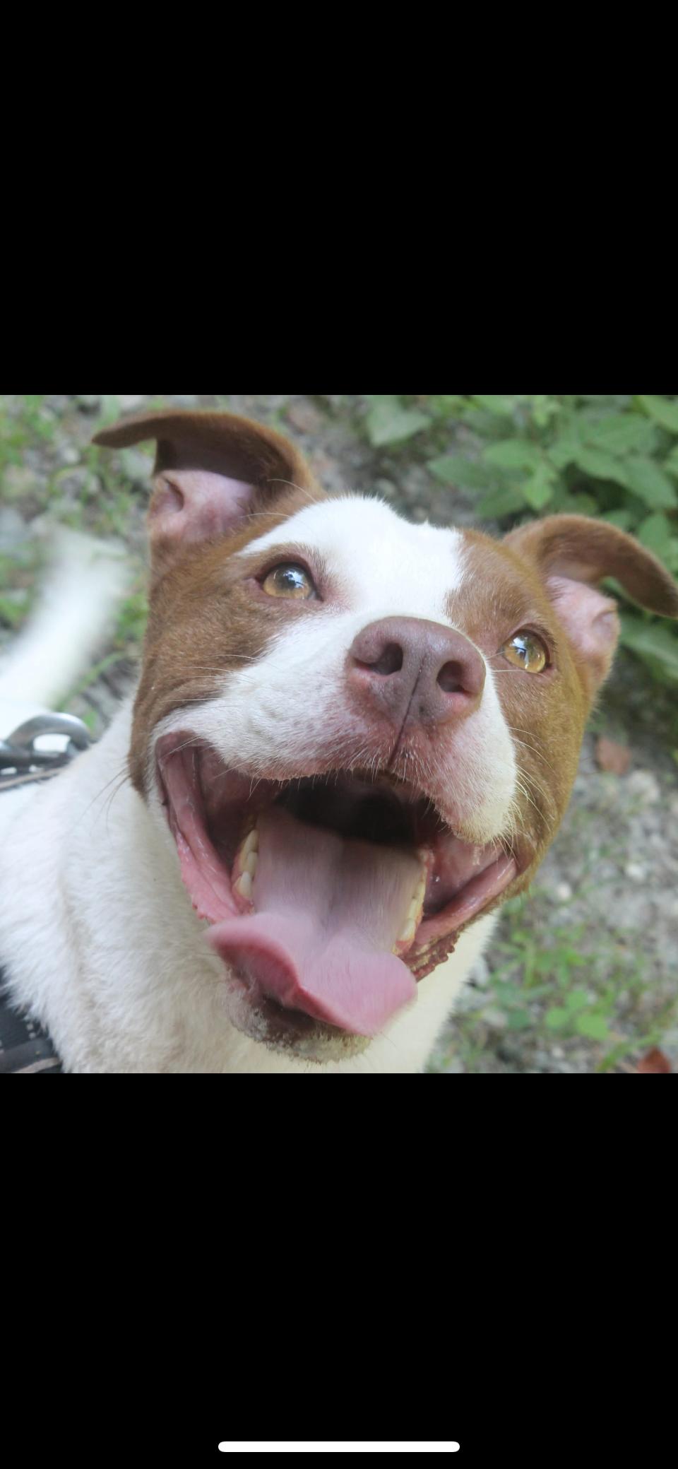 DJ, an adoptable American Staffordshire Terrier, Mixed Breed in Rutherfordton, NC, 28139 | Photo Image 1