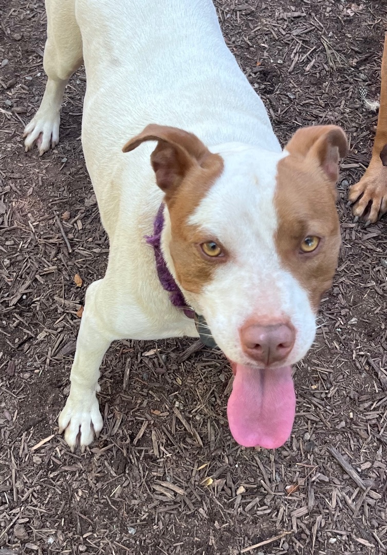 DJ, a Adoptable mixed breed in Rutherfordton, NC image 2/8