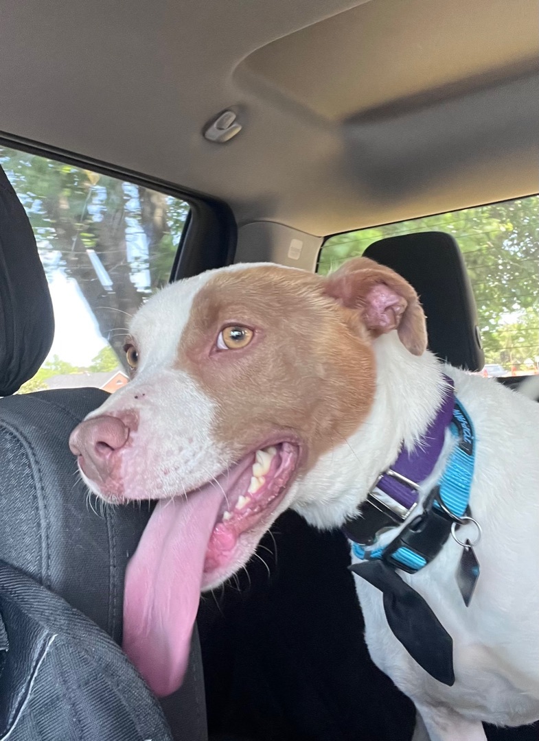 DJ, a Adoptable mixed breed in Rutherfordton, NC image 3/8