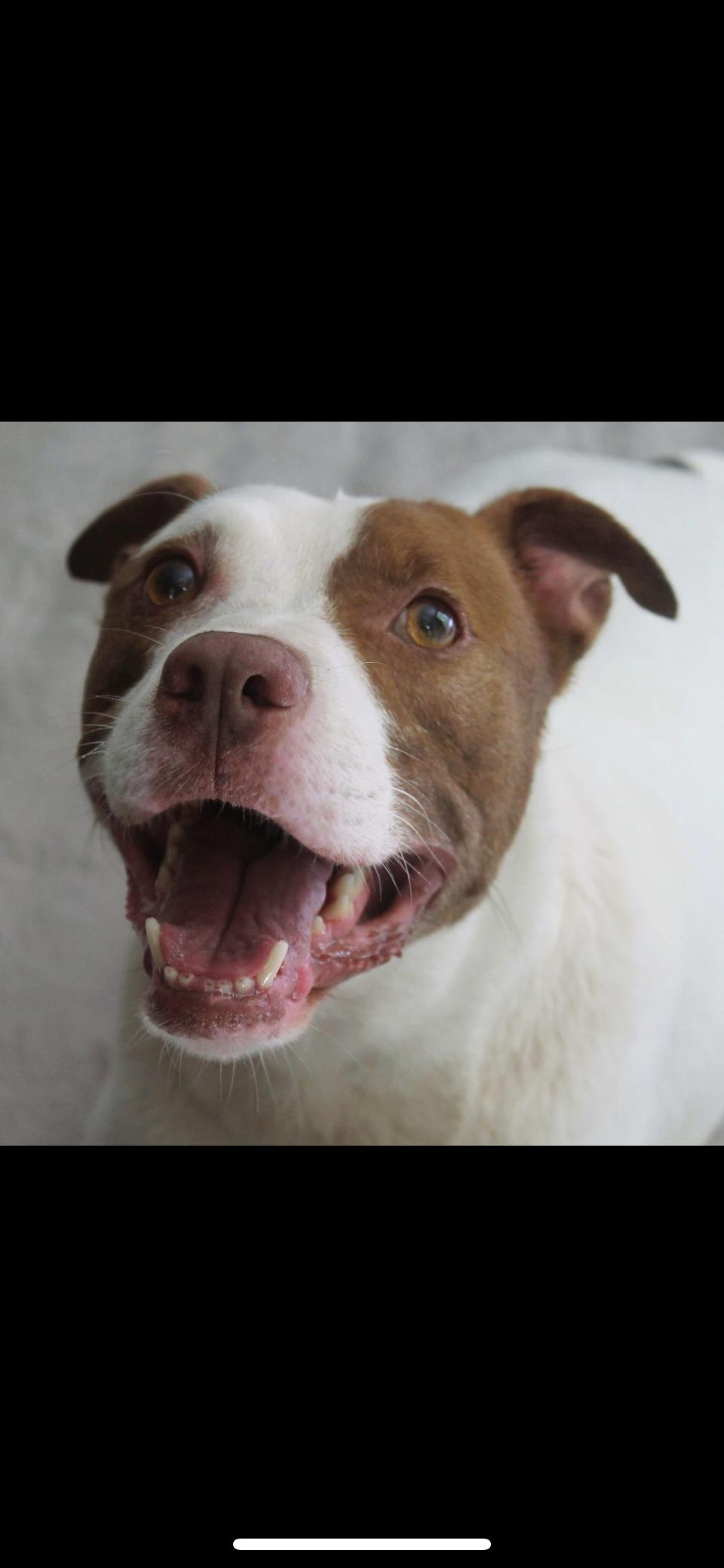 DJ, an adoptable American Staffordshire Terrier, Mixed Breed in Rutherfordton, NC, 28139 | Photo Image 5