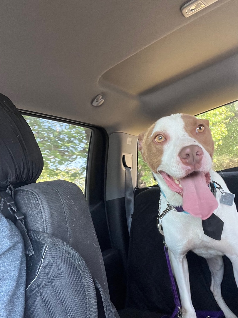 DJ, a Adoptable mixed breed in Rutherfordton, NC image 6/8