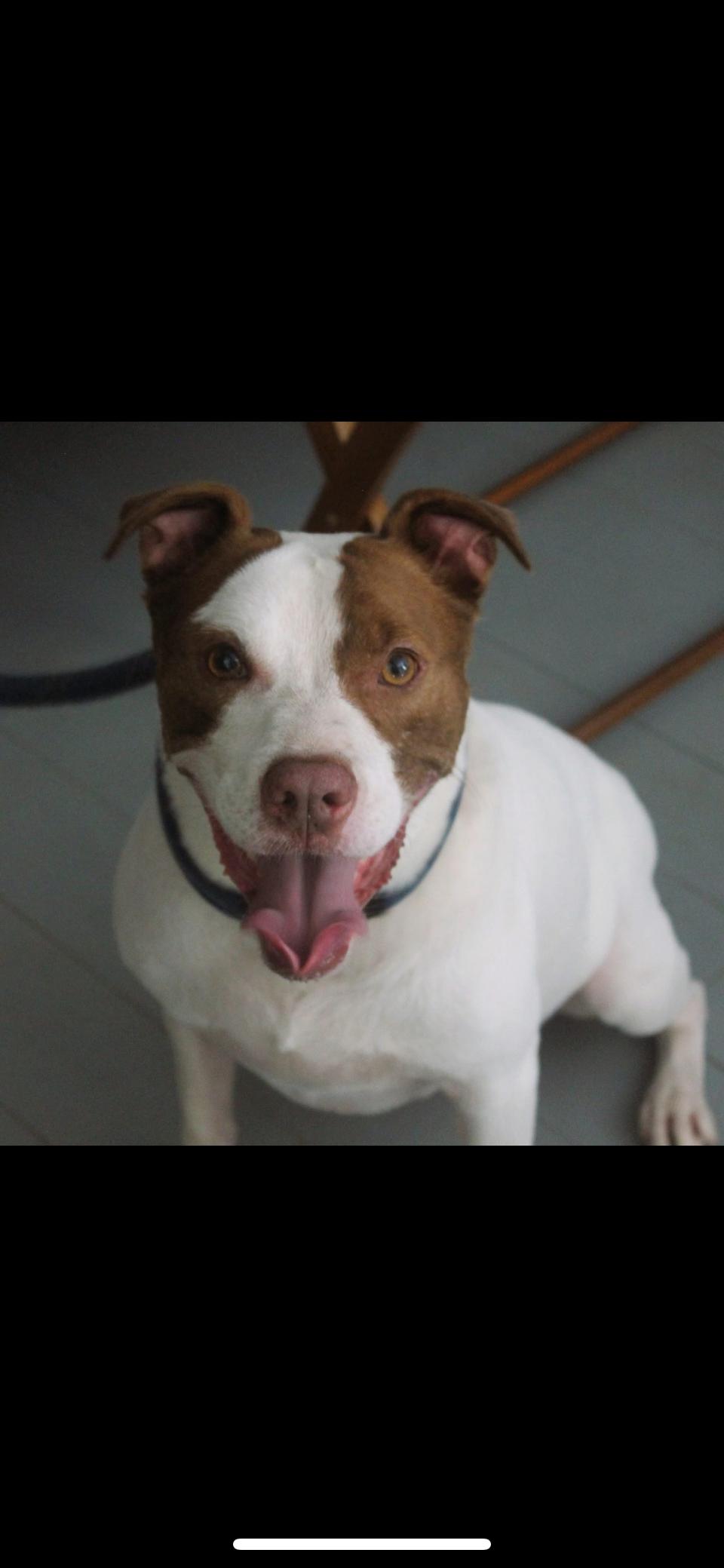 DJ, an adoptable American Staffordshire Terrier, Mixed Breed in Rutherfordton, NC, 28139 | Photo Image 7