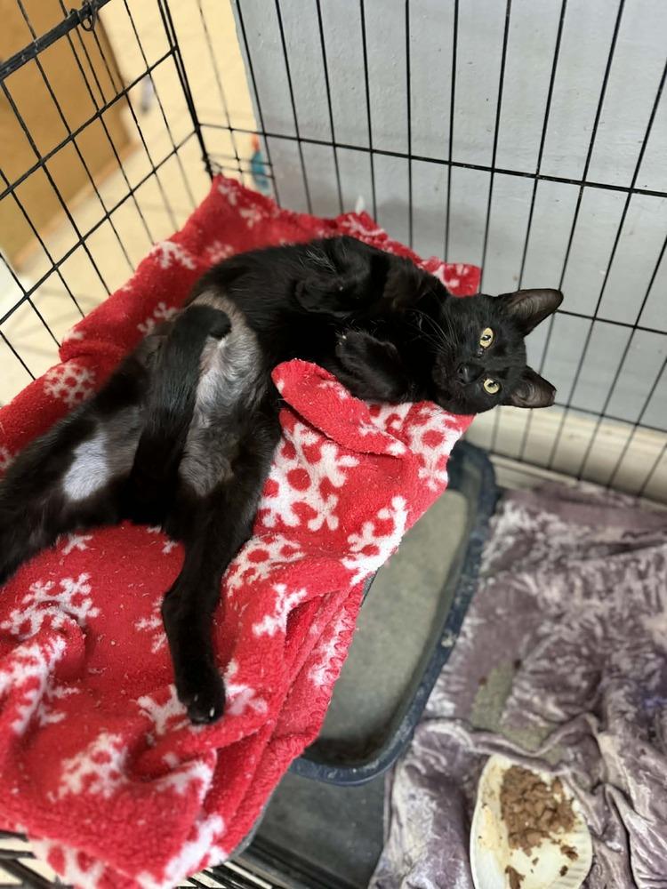 Enlarge Jade, a Adoptable Domestic Medium Hair in Deltona, FL image 1/3