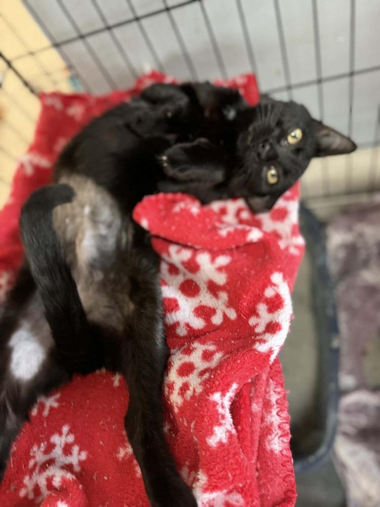 Enlarge Jade, a Adoptable Domestic Medium Hair in Deltona, FL image 2/3