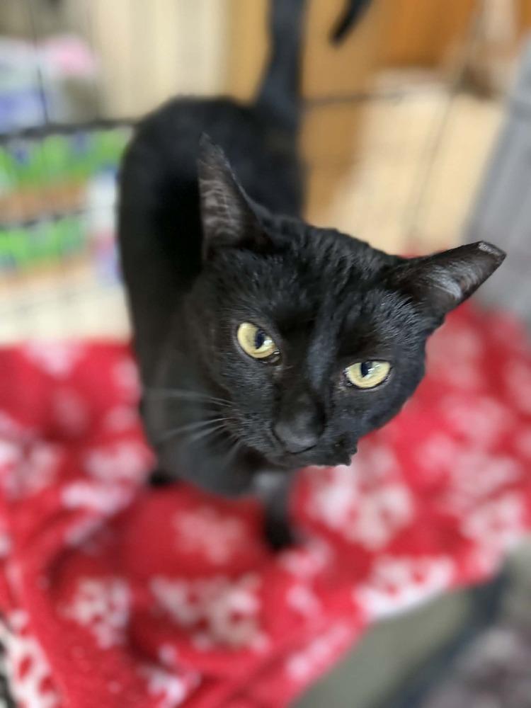 Enlarge Jade, a Adoptable Domestic Medium Hair in Deltona, FL image 3/3