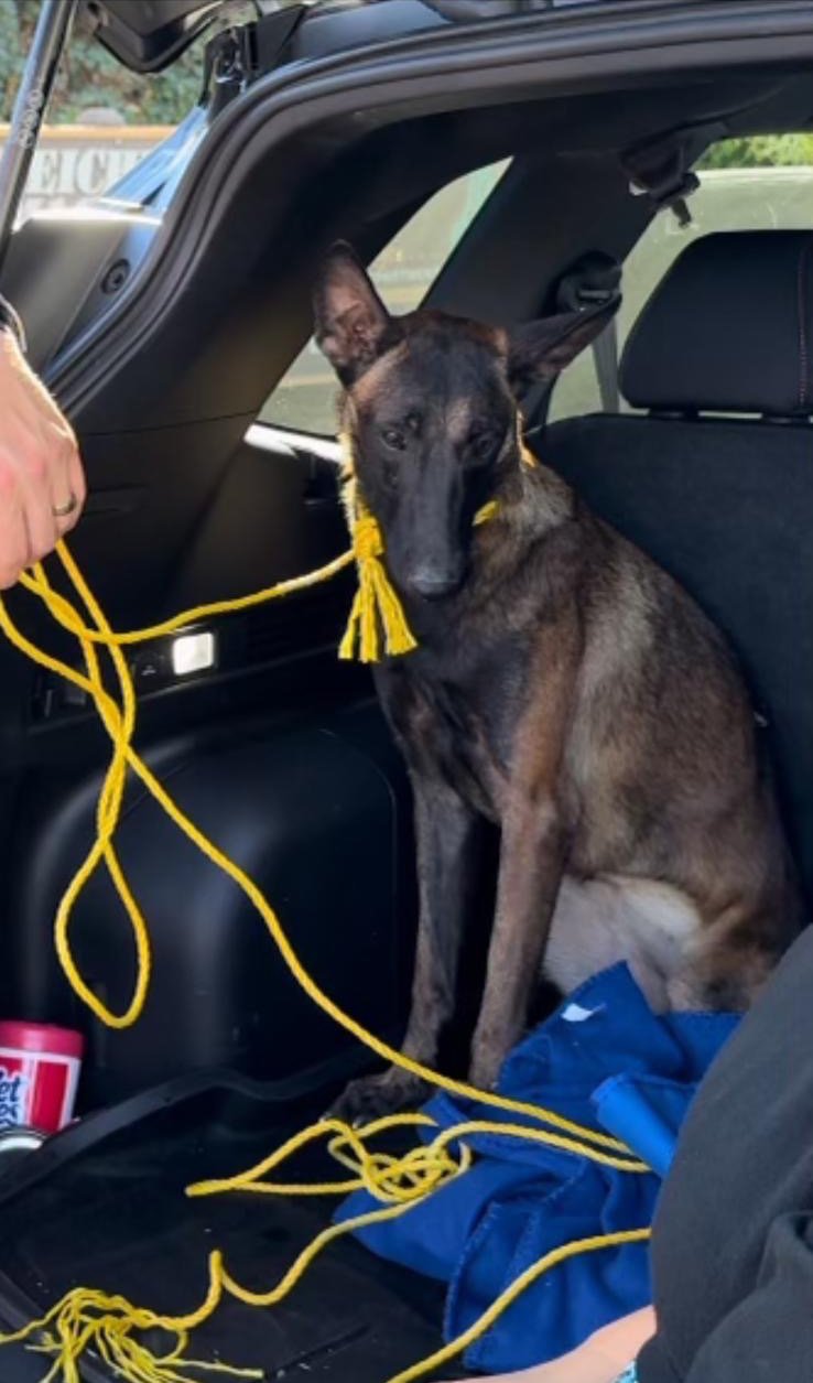 Delta, a Adoptable Belgian Shepherd / Malinois in Newport Beach, CA image 2/4