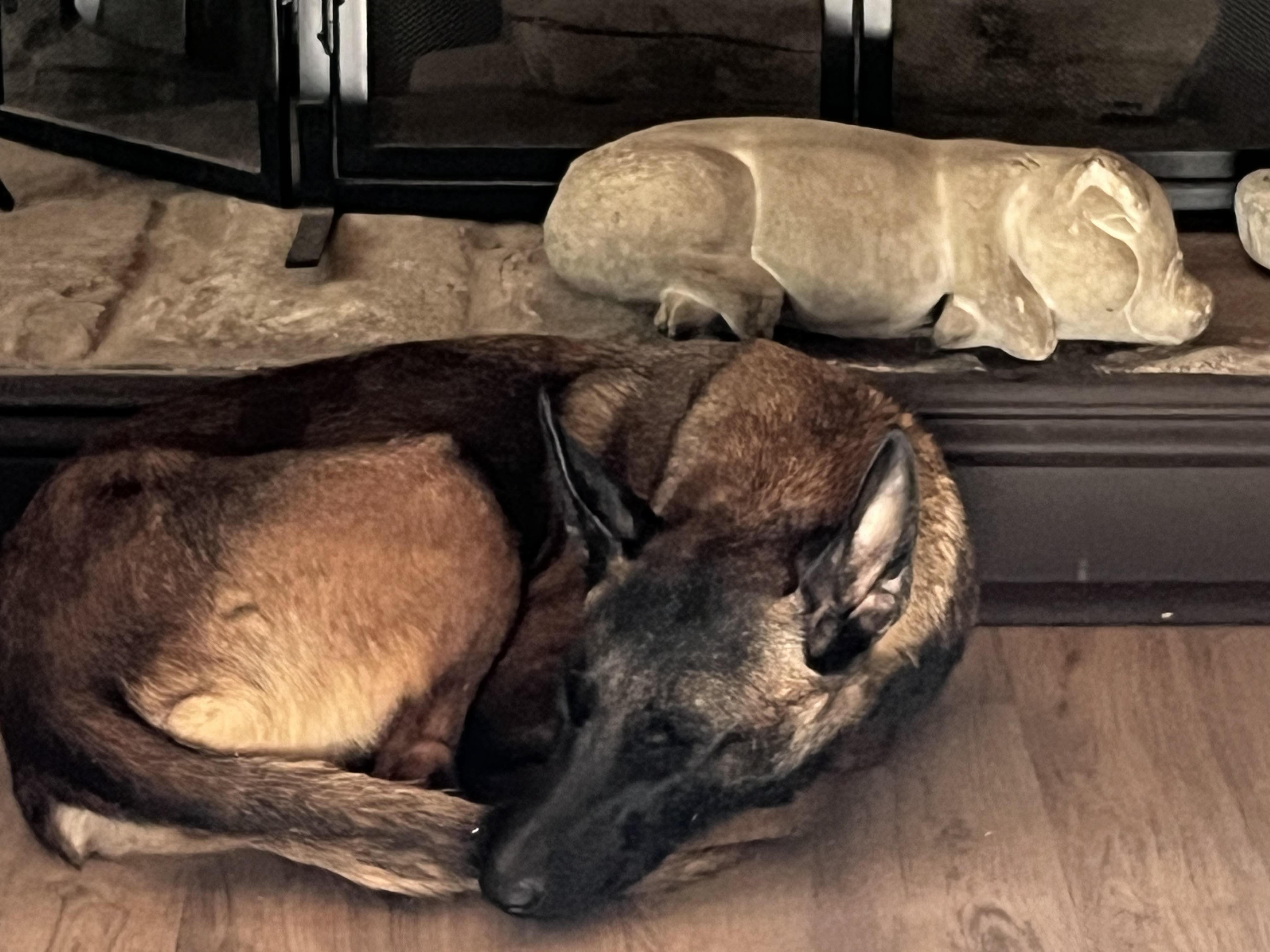 Delta, a Adoptable Belgian Shepherd / Malinois in Newport Beach, CA image 4/4