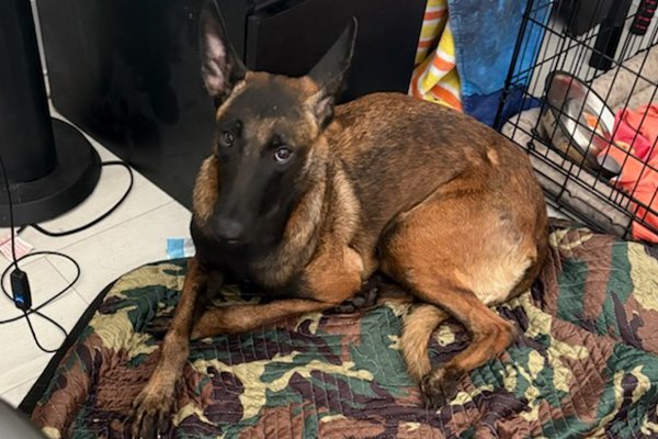 Delta, a Adoptable Belgian Shepherd / Malinois in Newport Beach, CA image 3/4