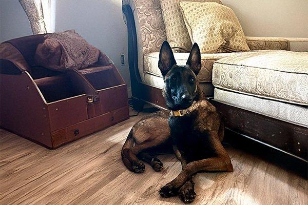 Delta, Adoptable, Young Female Belgian Shepherd / Malinois.