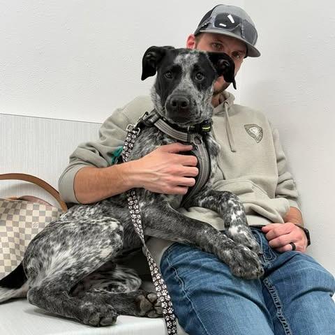 Boone, a Adoptable mixed breed in Alma, WI image 1/6