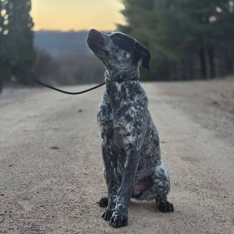 Boone, a Adoptable mixed breed in Alma, WI image 2/6