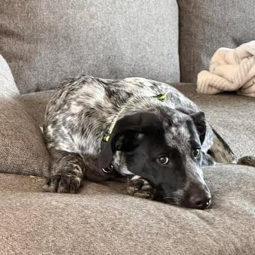 Boone, a Adoptable mixed breed in Alma, WI image 3/6