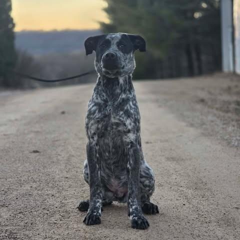 Boone, a Adoptable mixed breed in Alma, WI image 4/6