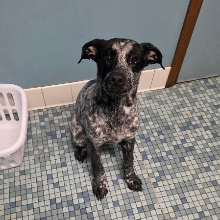 Boone, a Adoptable mixed breed in Alma, WI image 5/6