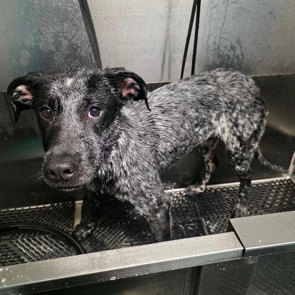 Boone, a Adoptable mixed breed in Alma, WI image 6/6