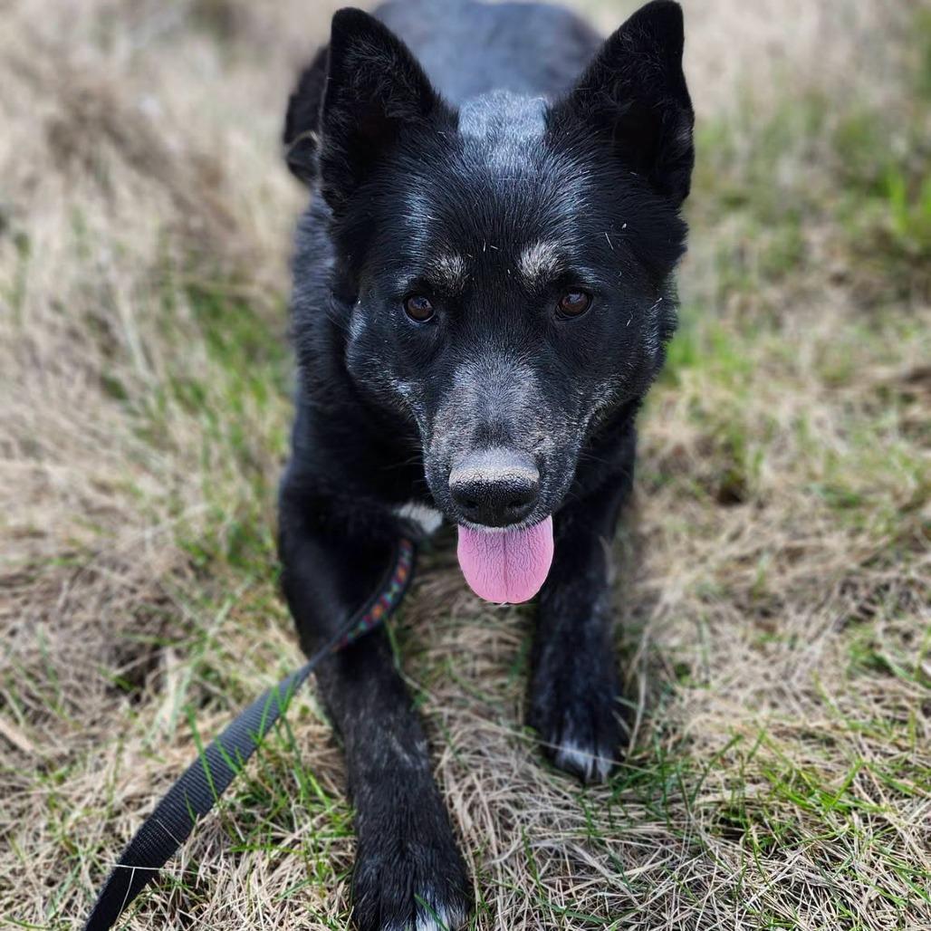 Star, Adoptable, Adult Female Shepherd & Husky.