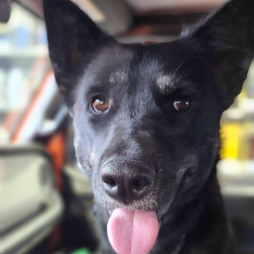 Enlarge Star, a Adoptable mixed breed in Meadow Lake, SK image 2/5