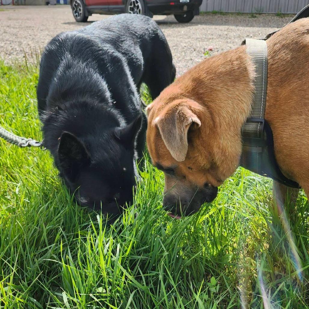 Enlarge Star, a Adoptable mixed breed in Meadow Lake, SK image 3/5