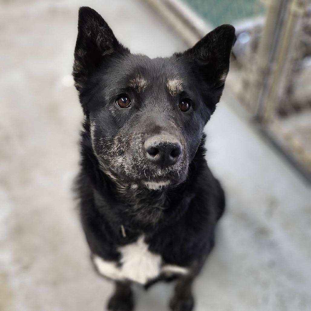 Enlarge Star, a Adoptable mixed breed in Meadow Lake, SK image 4/5