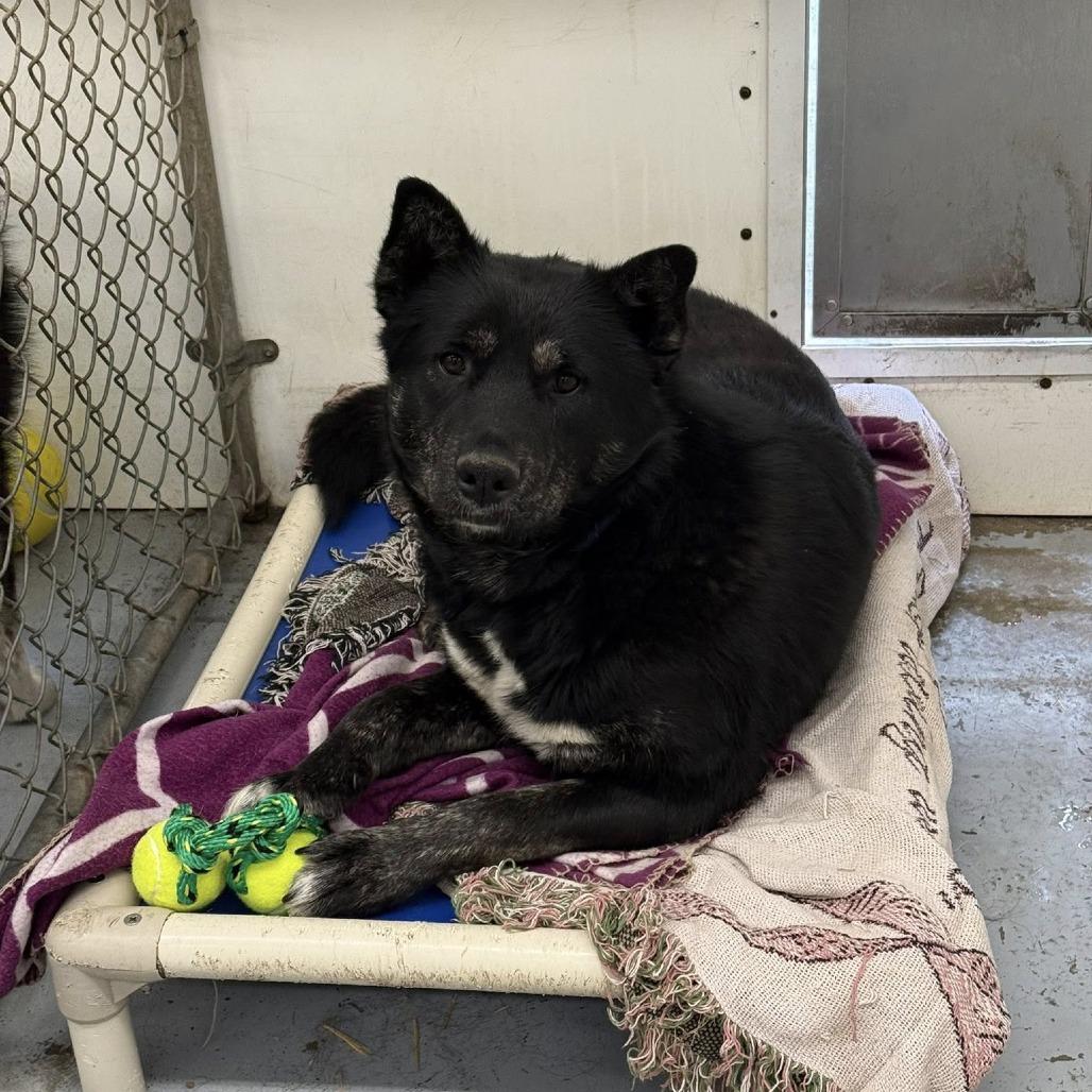 Enlarge Star, a Adoptable mixed breed in Meadow Lake, SK image 5/5