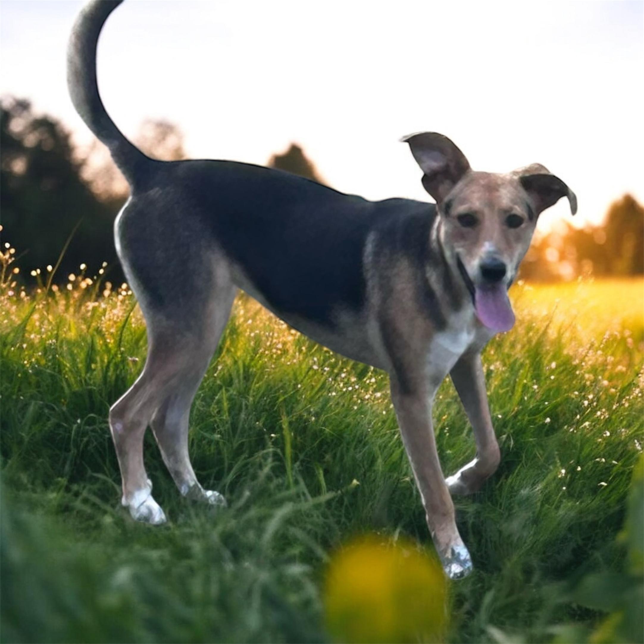 Noodle, Adoptable, Puppy Male Mixed Breed.