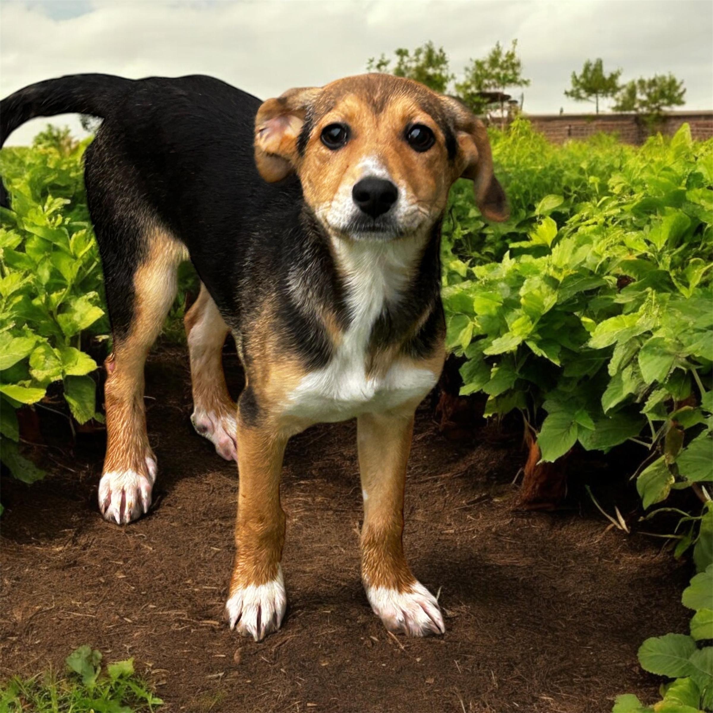 Noodle, Baby Male Mixed Breed