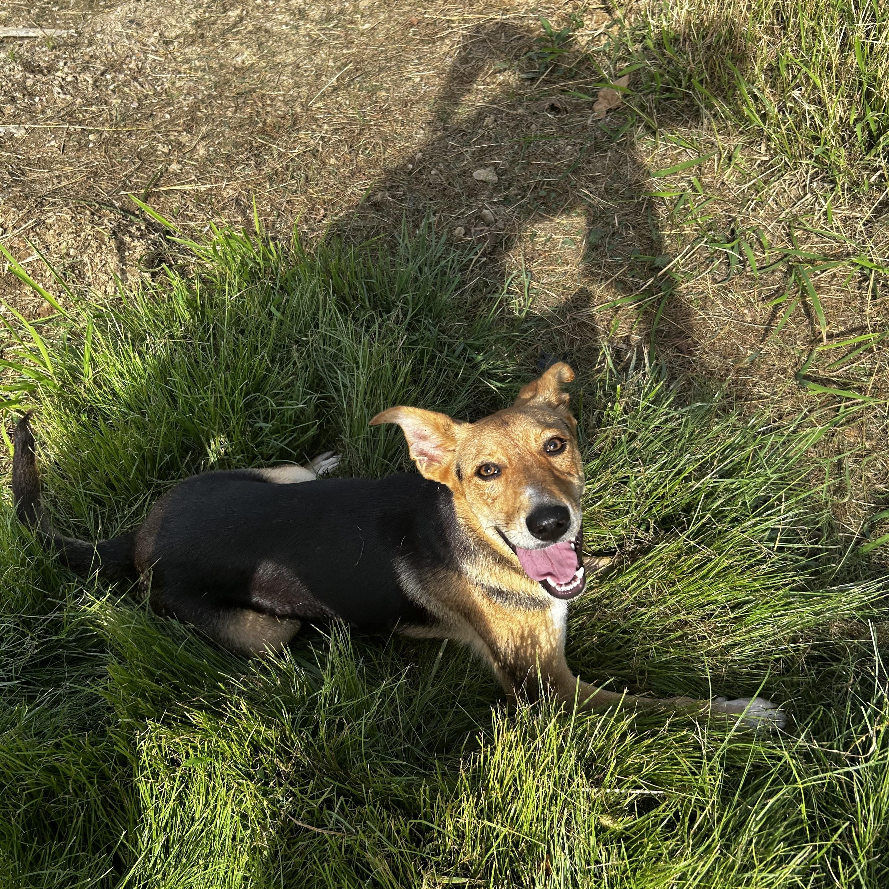 Noodle, a Adoptable Mixed Breed in Brownstown, IN image 4/4
