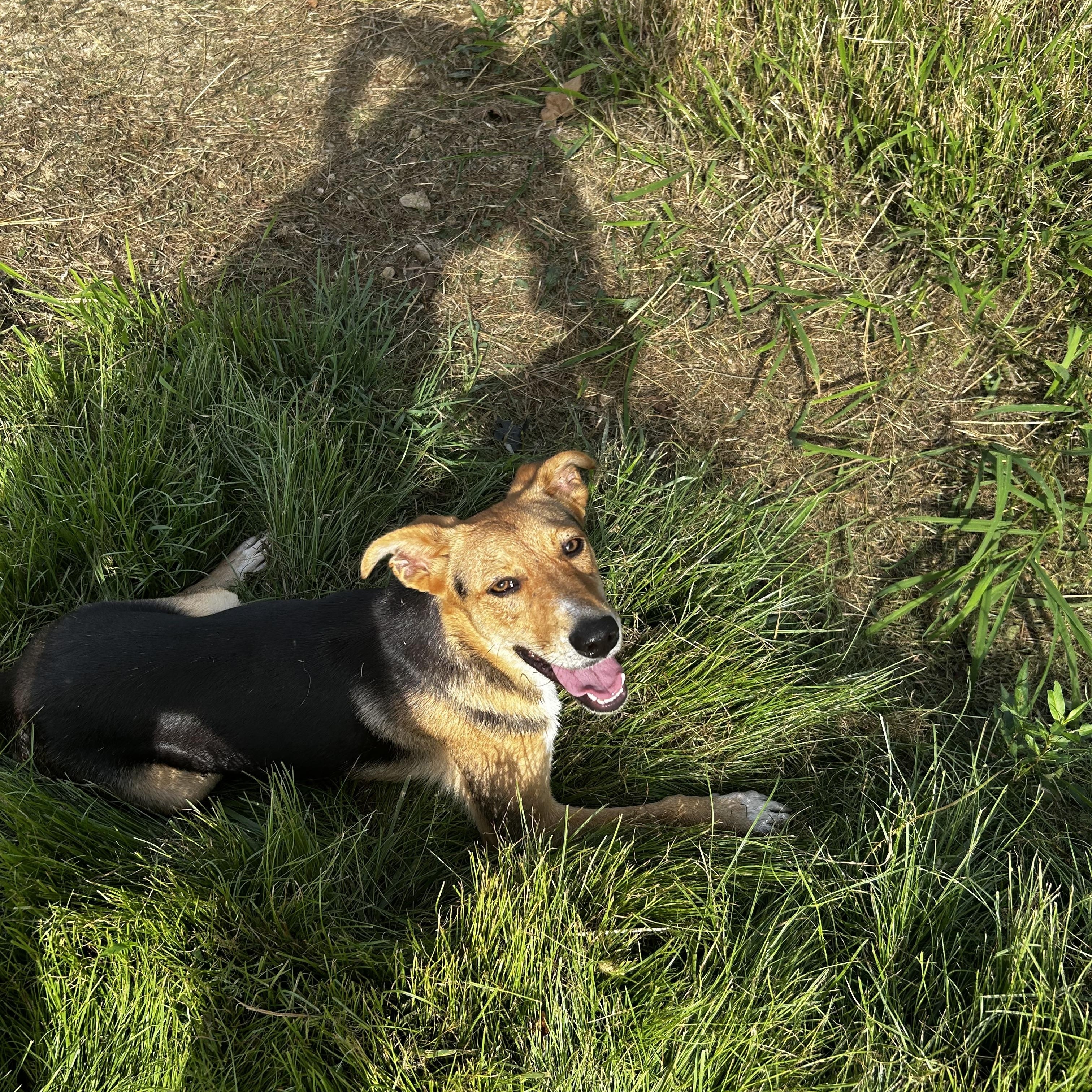 Noodle, a Adoptable Mixed Breed in Brownstown, IN image 2/4