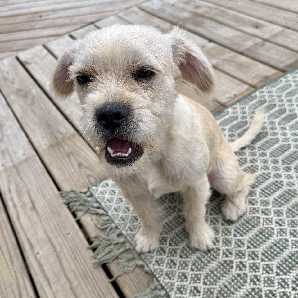 Enlarge Thomas, a Adoptable mixed breed in Valparaiso, IN image 1/3