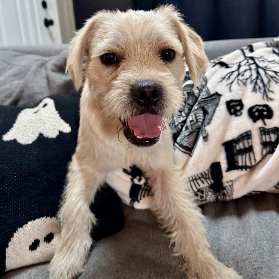 Enlarge Thomas, a Adoptable mixed breed in Valparaiso, IN image 2/3