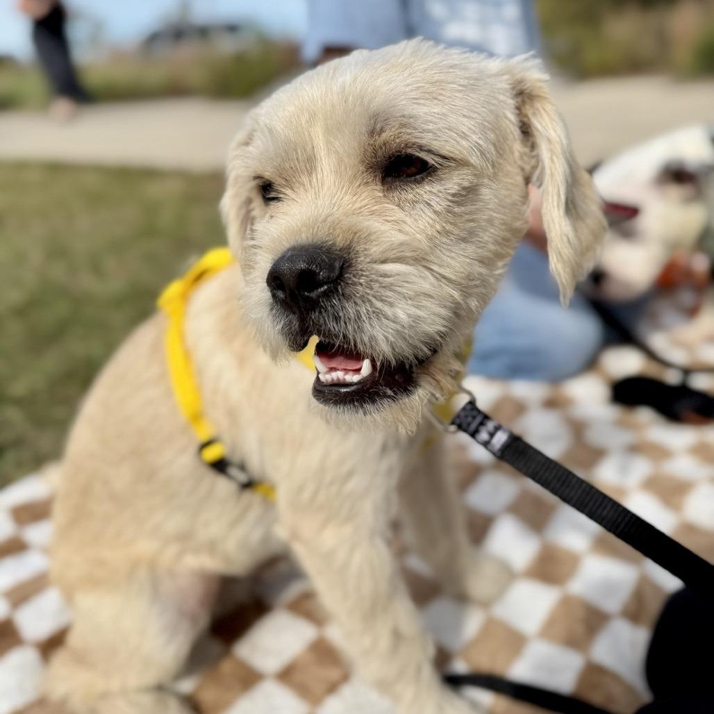 Enlarge Thomas, a Adoptable mixed breed in Valparaiso, IN image 3/3