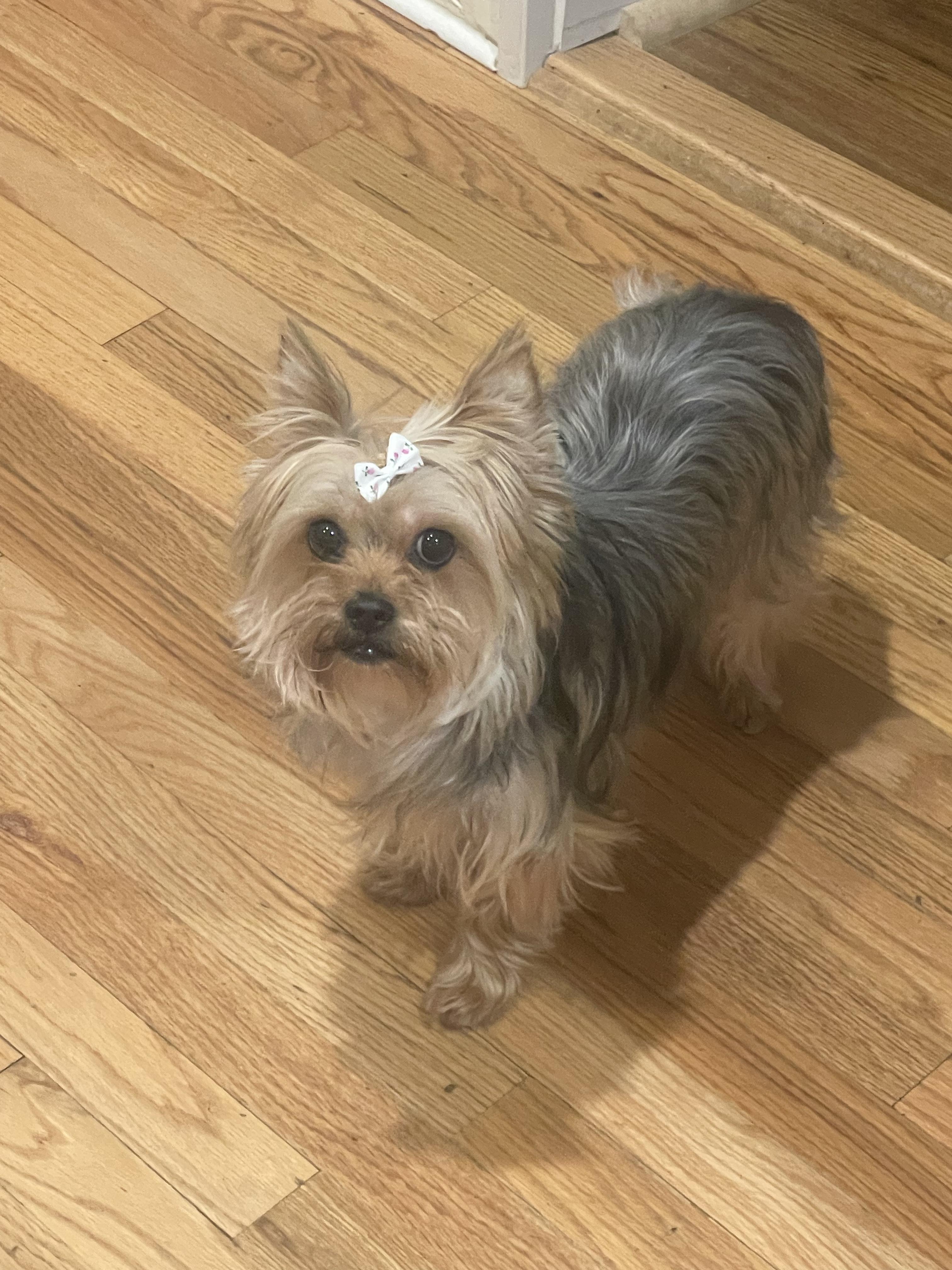 Enlarge Lexi, an adopted Yorkshire Terrier in Lexington, KY image 1/1