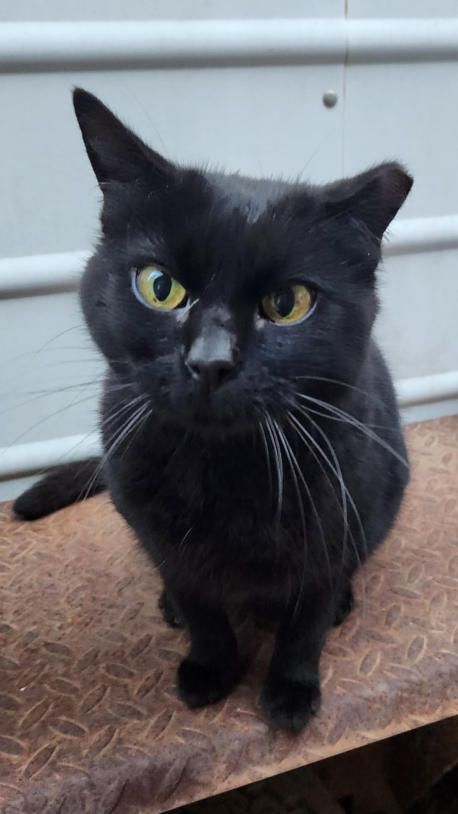 Baby, adoptable, Adult Female Domestic Short Hair.