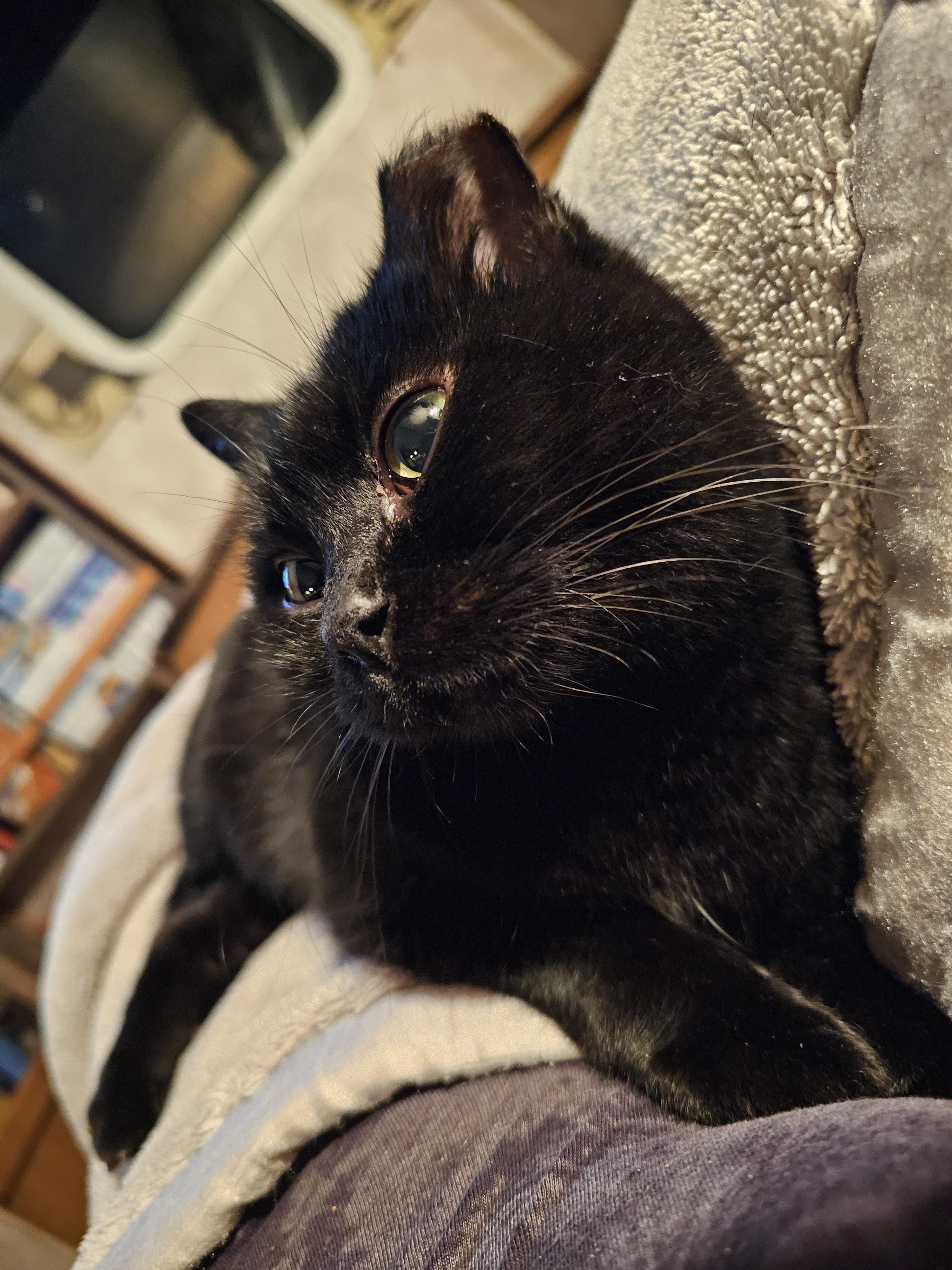 Baby, an adoptable Domestic Short Hair in Brenham, TX, 77833 | Photo Image 3