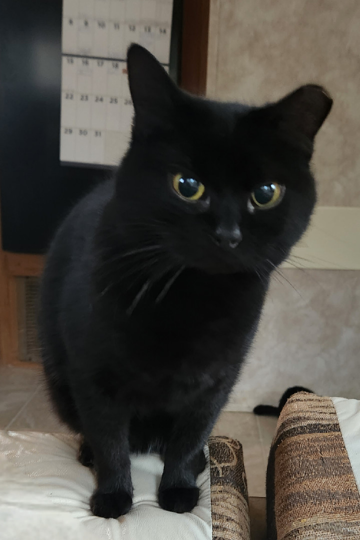 Enlarge Baby, an adoptable mixed breed in coffeyville , KS image 3/3