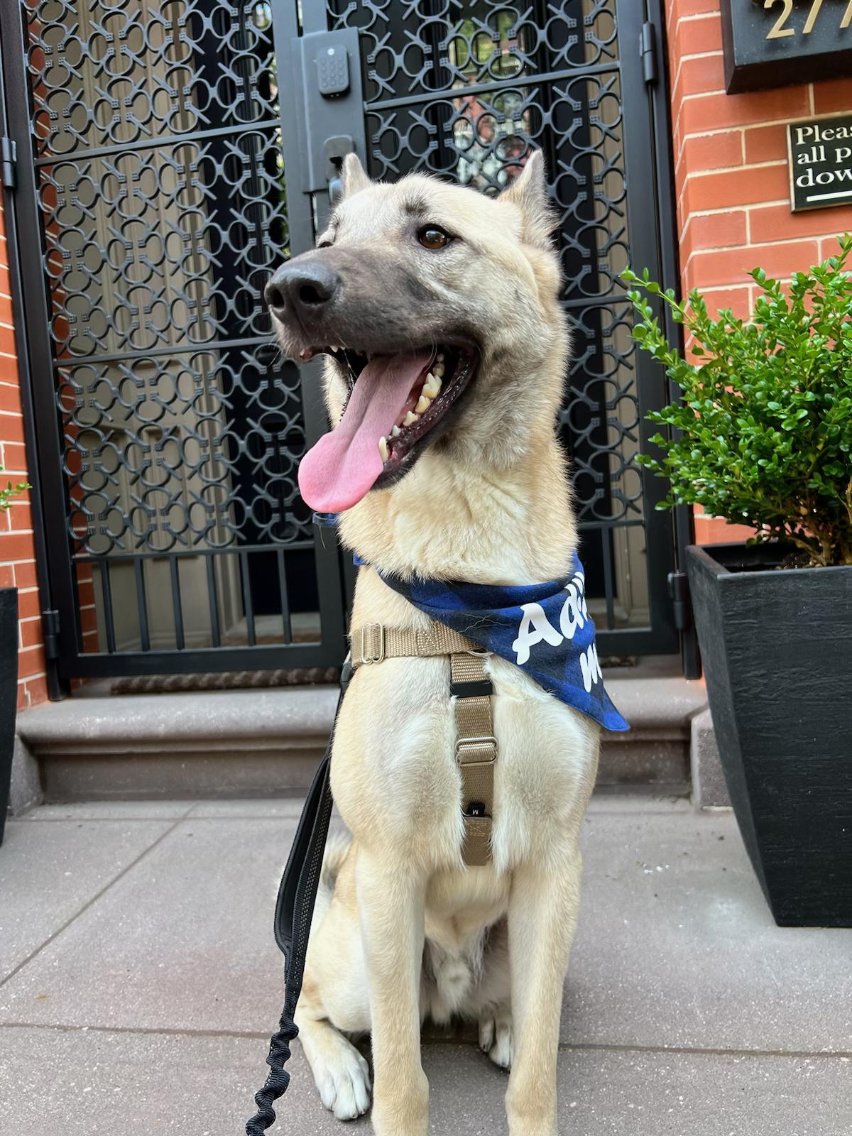 Enlarge Angel, the Happiest Boy from Jordan, a Adopted mixed breed in Somerset, NJ image 5/5