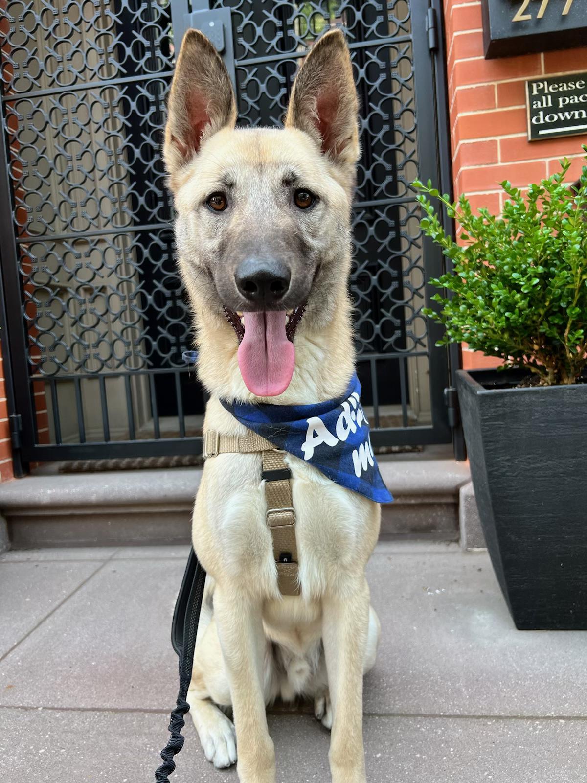 Enlarge Angel, the Happiest Boy from Jordan, a Adopted mixed breed in Somerset, NJ image 1/5