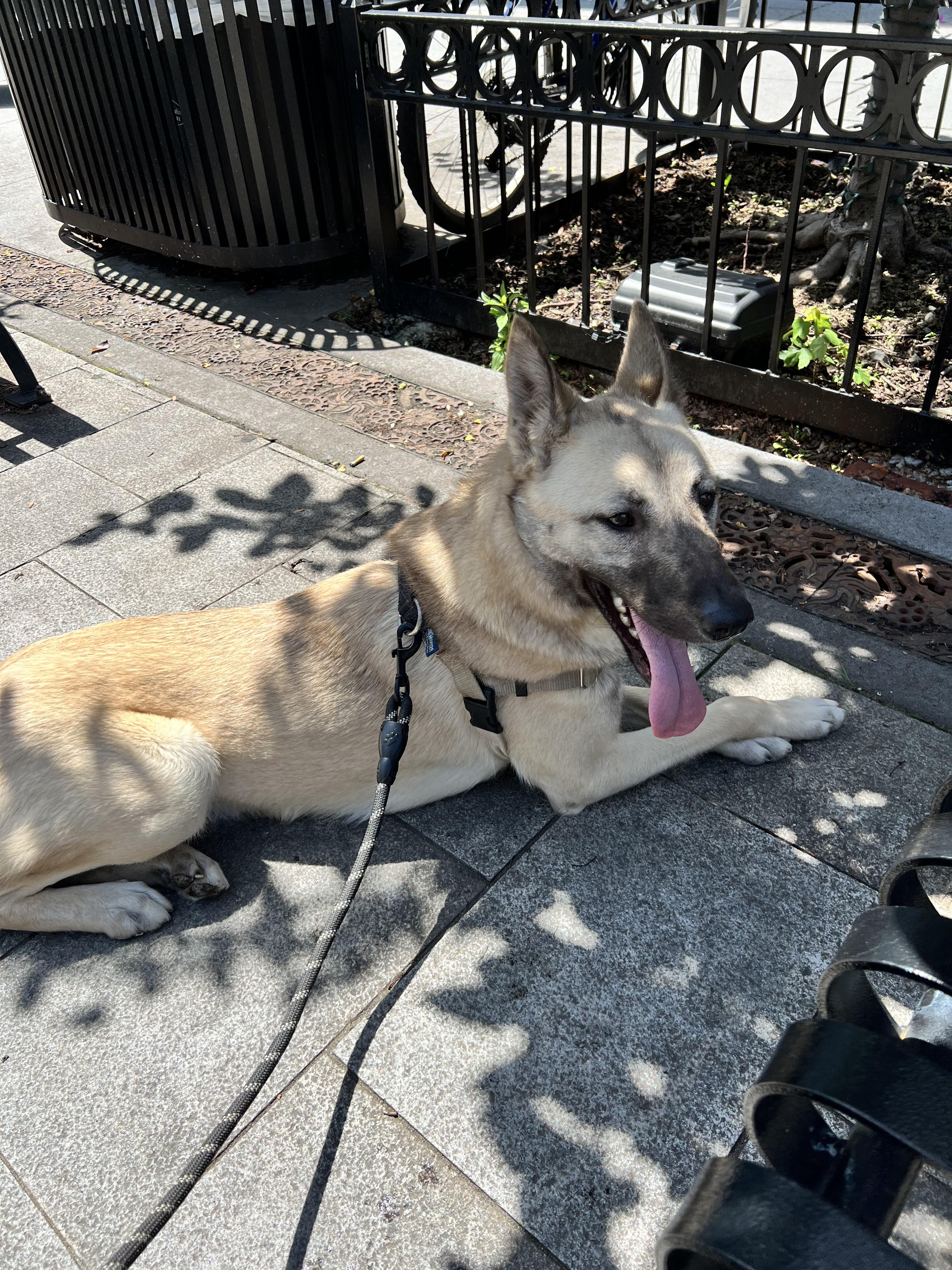 Enlarge Angel, the Happiest Boy from Jordan, a Adopted mixed breed in Somerset, NJ image 4/5
