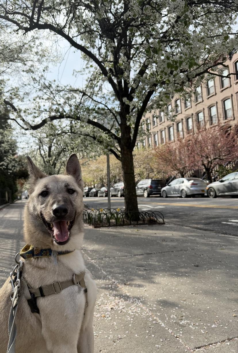 Enlarge Angel, the Happiest Boy from Jordan, a Adopted mixed breed in Somerset, NJ image 2/5