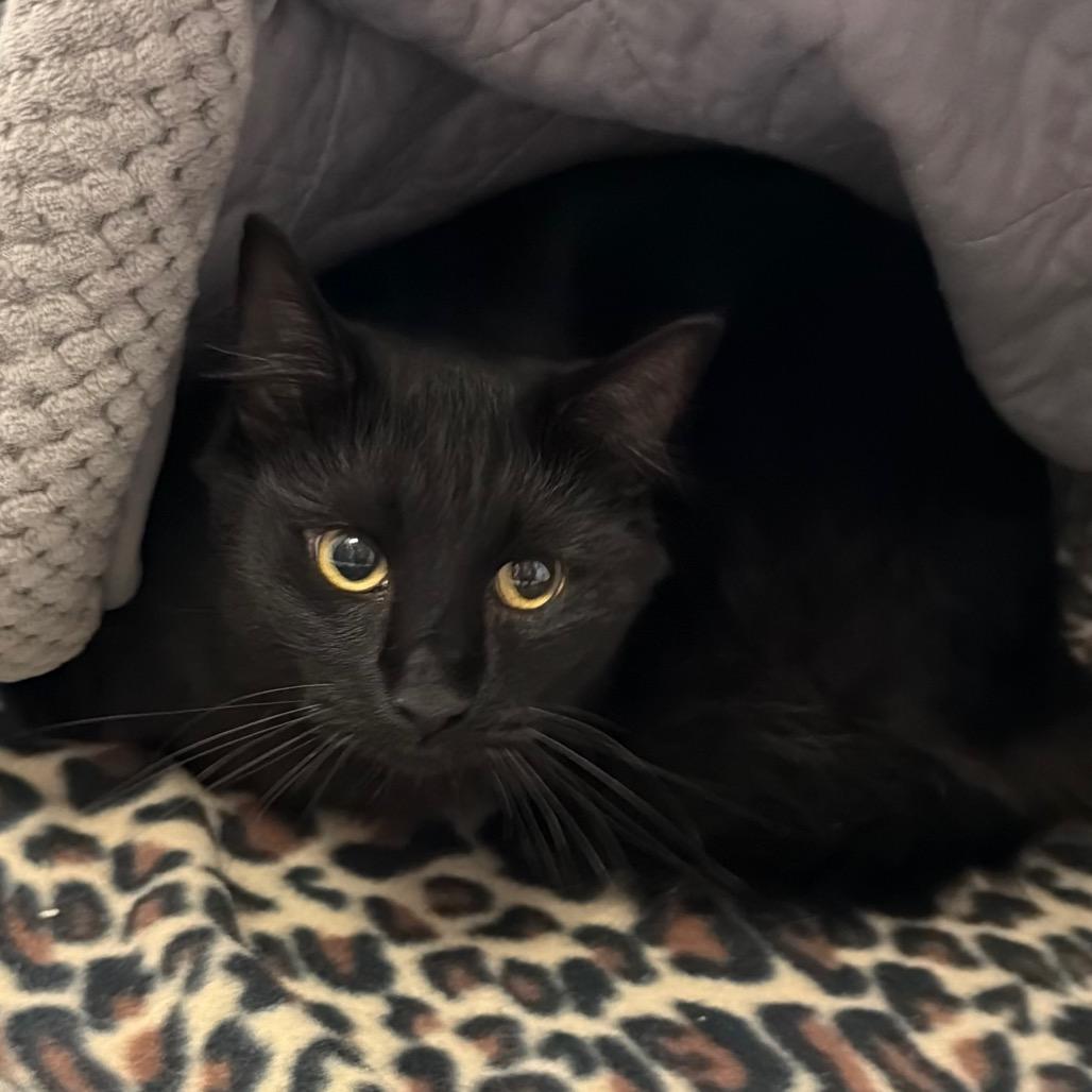 Enlarge Boo Boo was Silky, a Adoptable Domestic Medium Hair in Blairsville, GA image 1/2