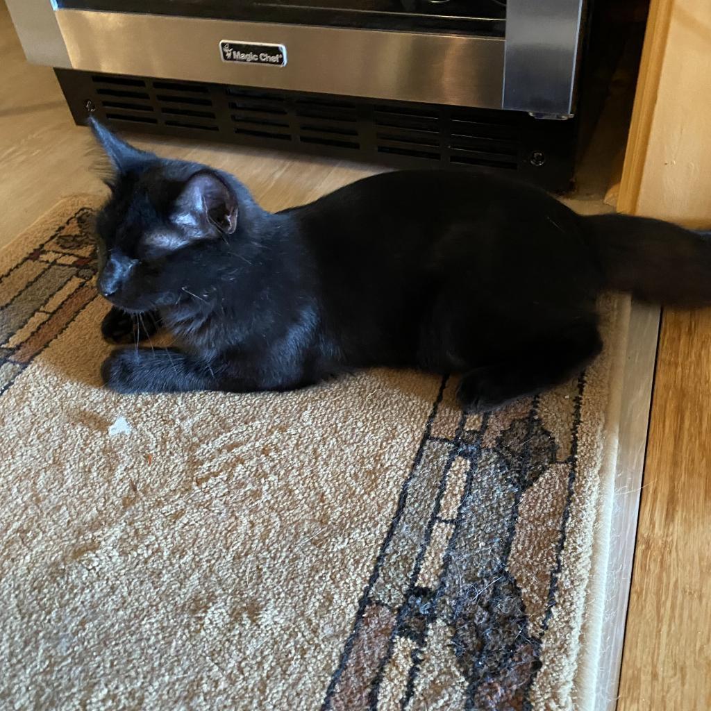 Enlarge Boo Boo was Silky, a Adoptable Domestic Medium Hair in Blairsville, GA image 2/2