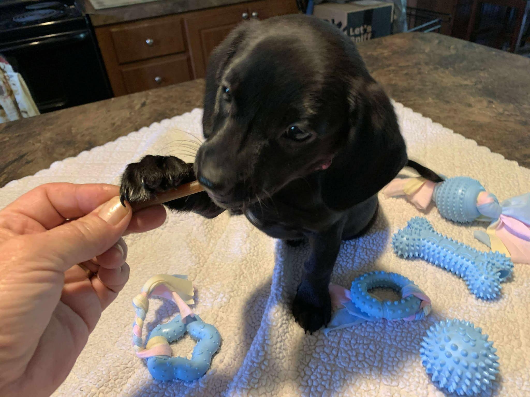 Zoey, Baby Female Mixed Breed