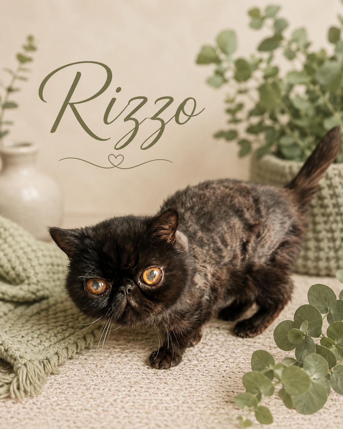 Rizzo, Adoptable, Adult Male British Shorthair.