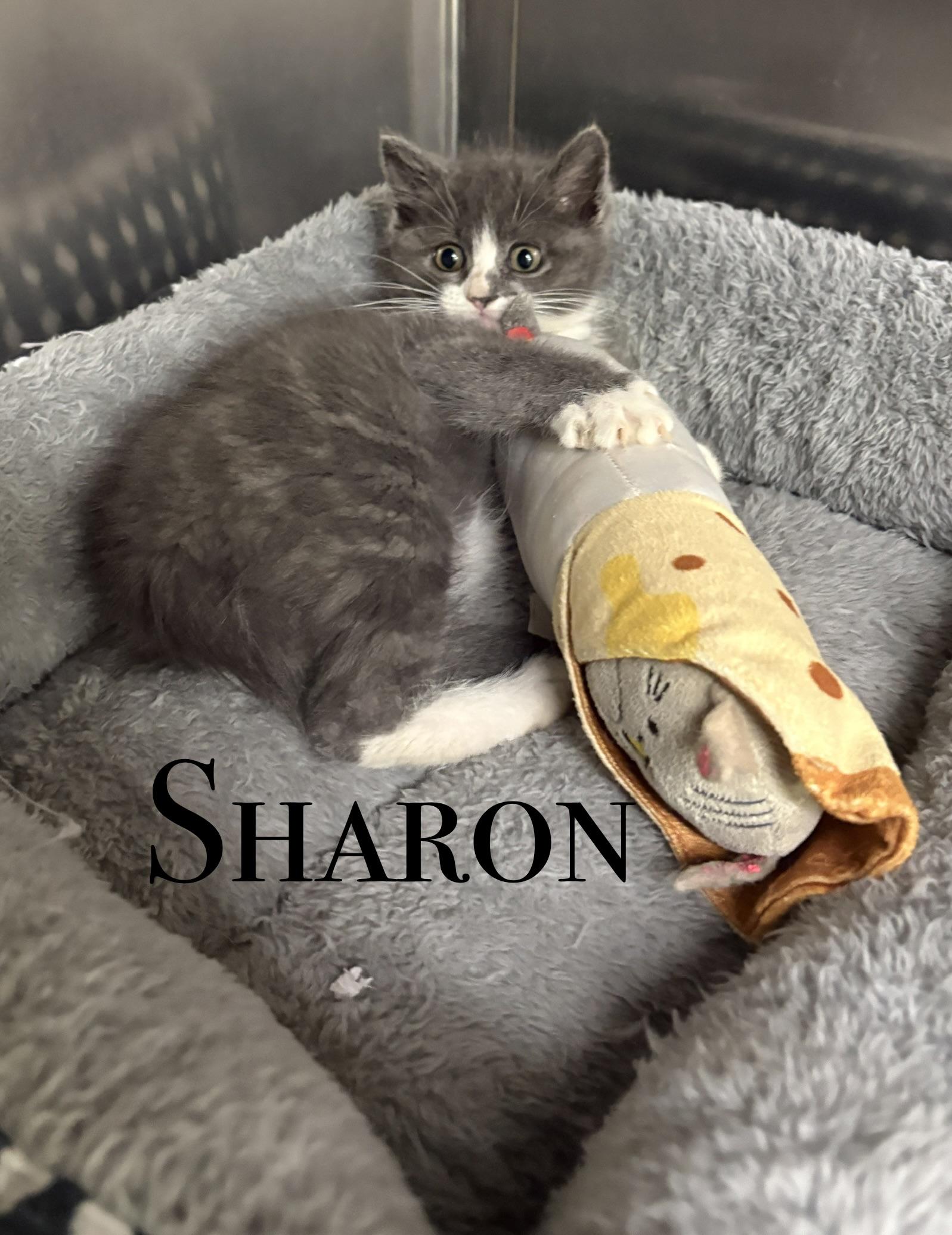 Enlarge Sharon, a ADOPTABLE Domestic Short Hair in Craig, CO image 1/1