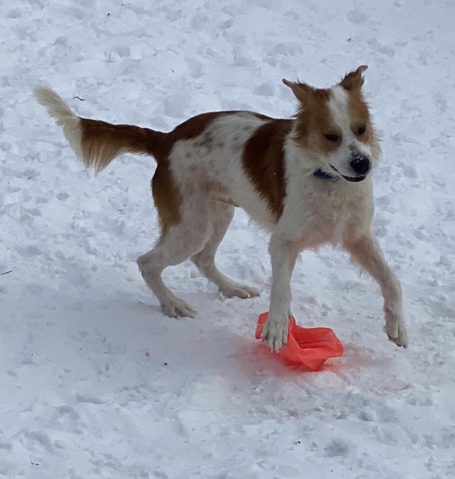 Enlarge Jack, an adopted mixed breed in Pittsburgh, PA image 6/6