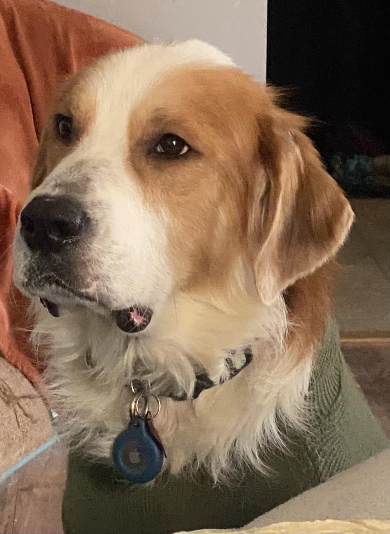 Enlarge Jack, an adopted mixed breed in Pittsburgh, PA image 2/6