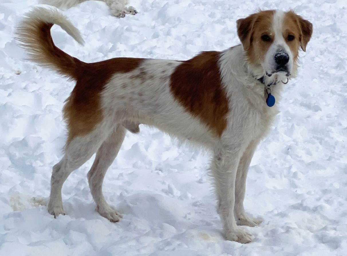 Enlarge Jack, an adopted mixed breed in Pittsburgh, PA image 1/6