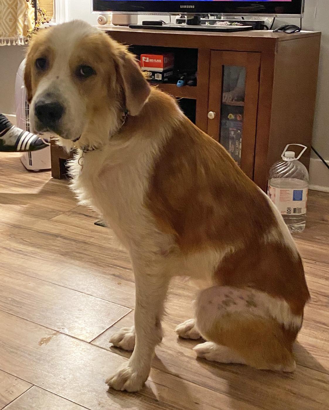 Enlarge Jack, an adopted mixed breed in Pittsburgh, PA image 4/6